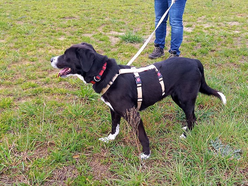 Hündin "Lexa" sucht eine Familie mit Hundeerfahrung in Rethemer