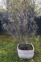 Olivenbaum/Strauch ca.1,70 Meter zu verkaufen Nordrhein-Westfalen - Hennef (Sieg) Vorschau