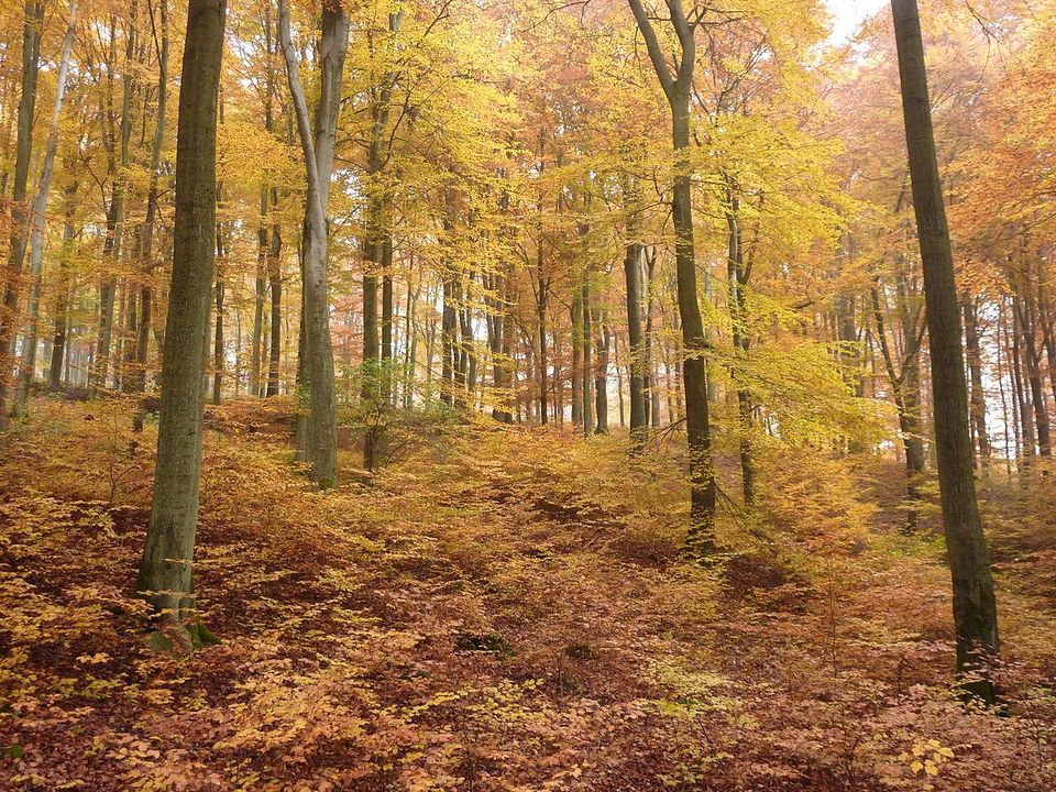 Waldgrundstück gesucht nähe Nürnberg zum Kaufen oder Pachten in Nürnberg (Mittelfr)