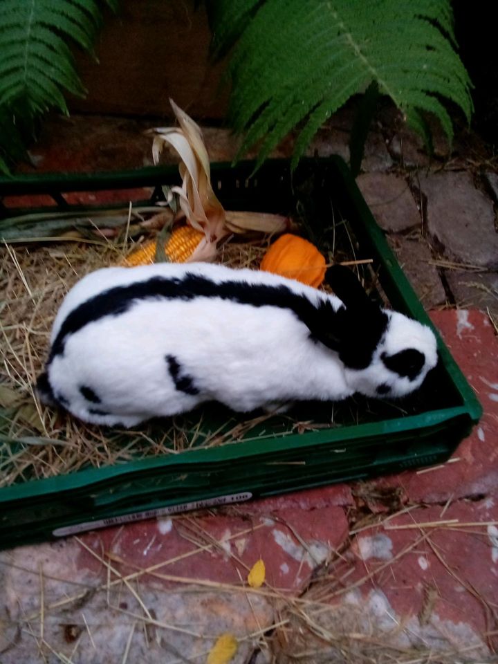 Wunderschöne Zwergkaninchen handzahm und zum verlieben . in Schmelz