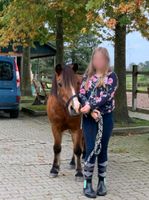 Reitbeteiligung (Reiter sucht Pferd) Niedersachsen - Sulingen Vorschau