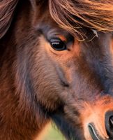 Offenstallplatz für älteres Pony frei Bayern - Bubenreuth Vorschau