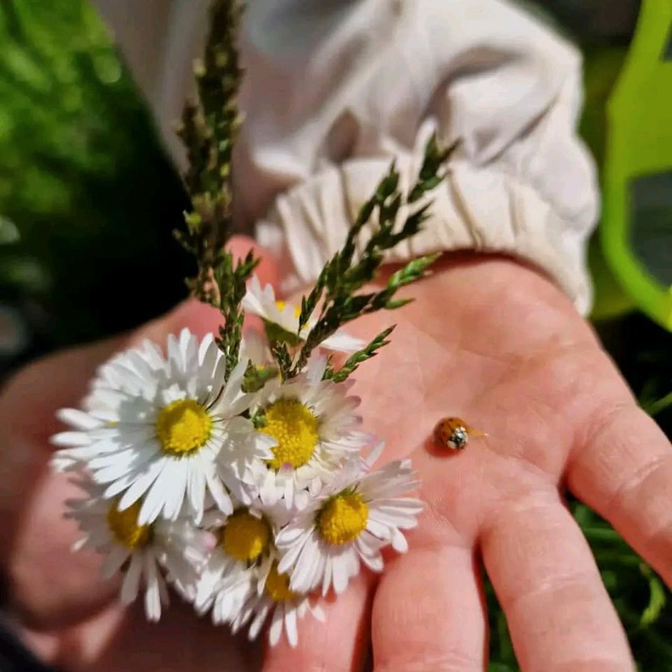 Tagesmutti/Tagesmutter/Kindertagespflege hat Plätze frei in Dresden