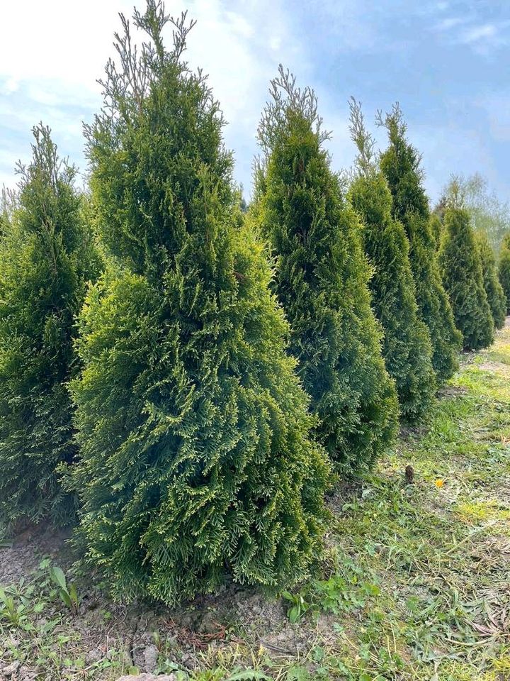 PREMIUM Holländische Thuja Smaragd, 140-160cm, wunderschöne Hecke in Berlin