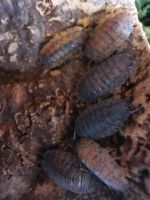 Asseln Porcellio scaber "lava" Isopods Insekten Nordrhein-Westfalen - Detmold Vorschau