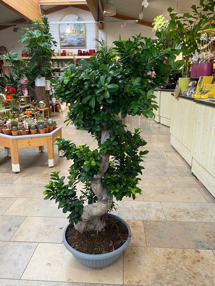 Ficus ginseng 130 cm Zimmerbonsai in Simmerath