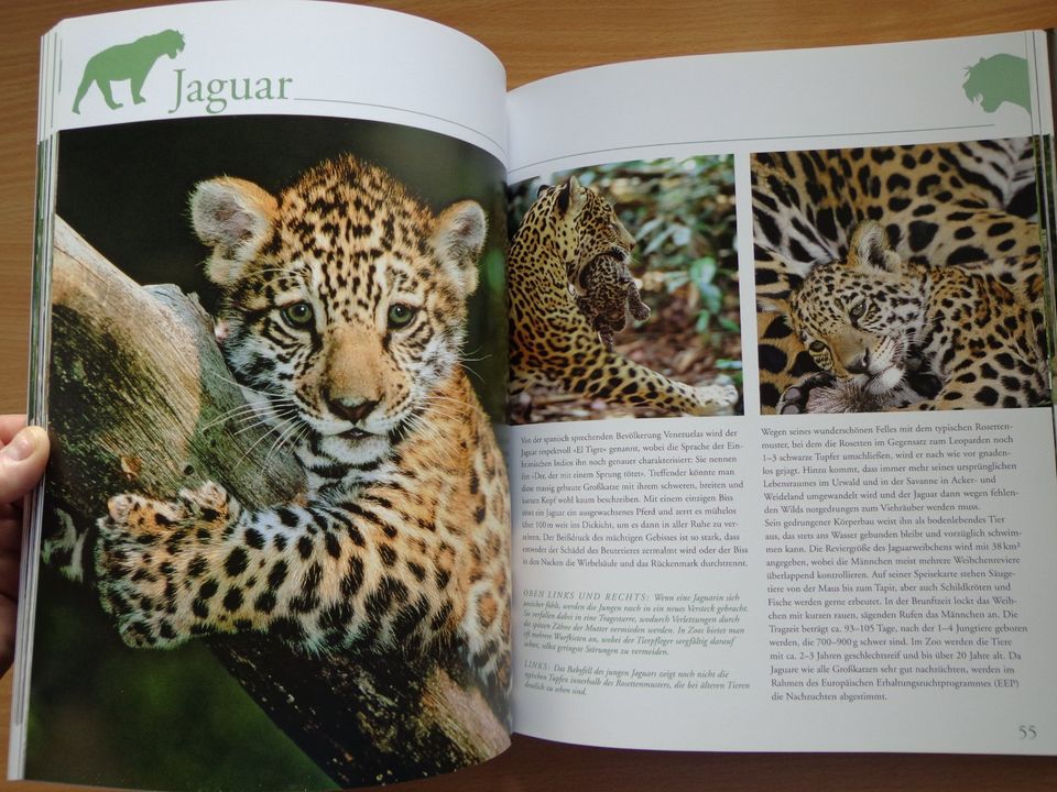 Großbildband "Tierkinder im Zoo", von Prof. Dr. Henning Wiesner . in Hoyerhagen