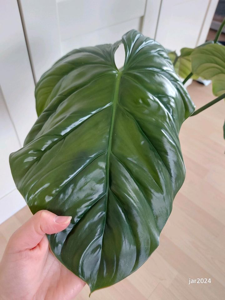 XXL Philodendron sp Colombia, Rarität, Zimmerpflanze in Aichtal