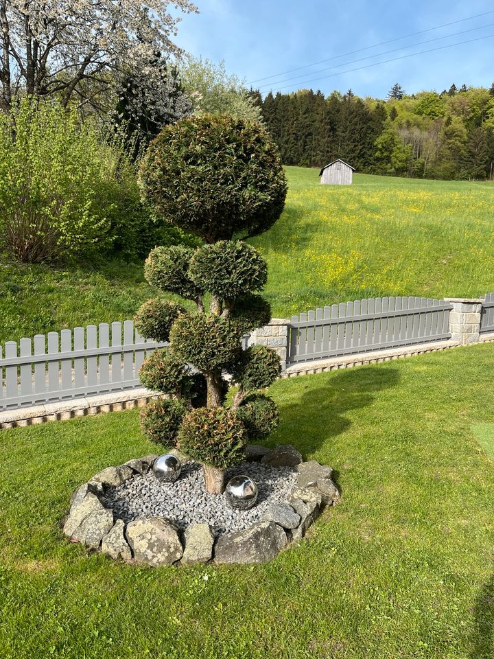 Thujenbonsai Thuja Buchsbaum Buchs Garten Baum in Waldkirchen