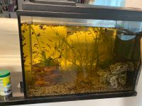 Aquarium mit Fische und Schneken Bayern - Walsdorf Vorschau