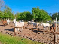 Vollblutaraber / Beistellpferde Schleswig-Holstein - Lägerdorf Vorschau