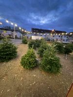 Suche Verkaufsplatz für Weihnachtsbäume Baden-Württemberg - Walldürn Vorschau