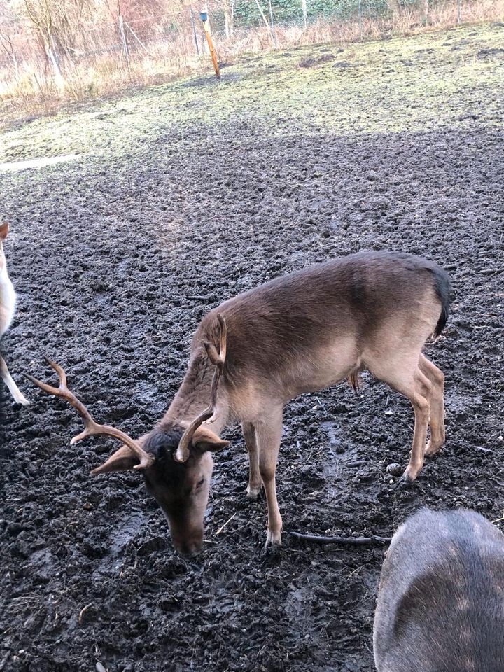 Schwarzer Damhirsch in Jockgrim