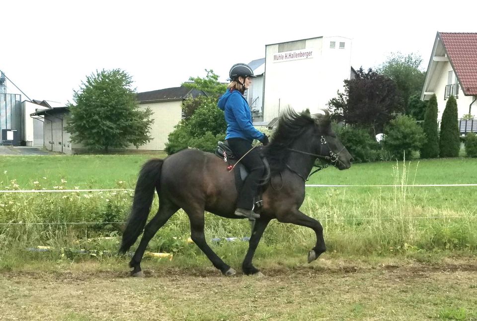 Reitbeteiligungen auf meinen Isländern in Münchhausen