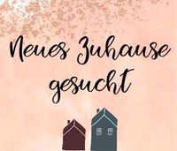 Dringend kleines Haus zur Miete gesucht Hessen - Kassel Vorschau