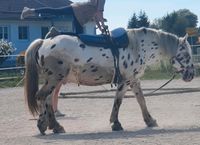 Tageskinder Pfingst u Sommerferien Bayern - Tuntenhausen Vorschau