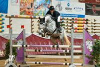 Springpferd zu verkaufen - Schimmel Stute 9 jährig - Pferd Bayern - Forstern Vorschau