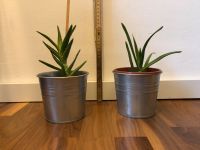 Aloe Vera Pflanze Stuttgart - Stuttgart-Ost Vorschau