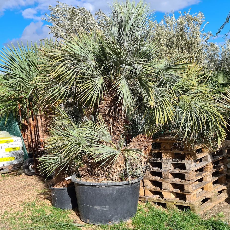 Blaue Zwergpalme "Cerifera" mehrstämmig 3,5 m Höhe in Buch a. Erlbach