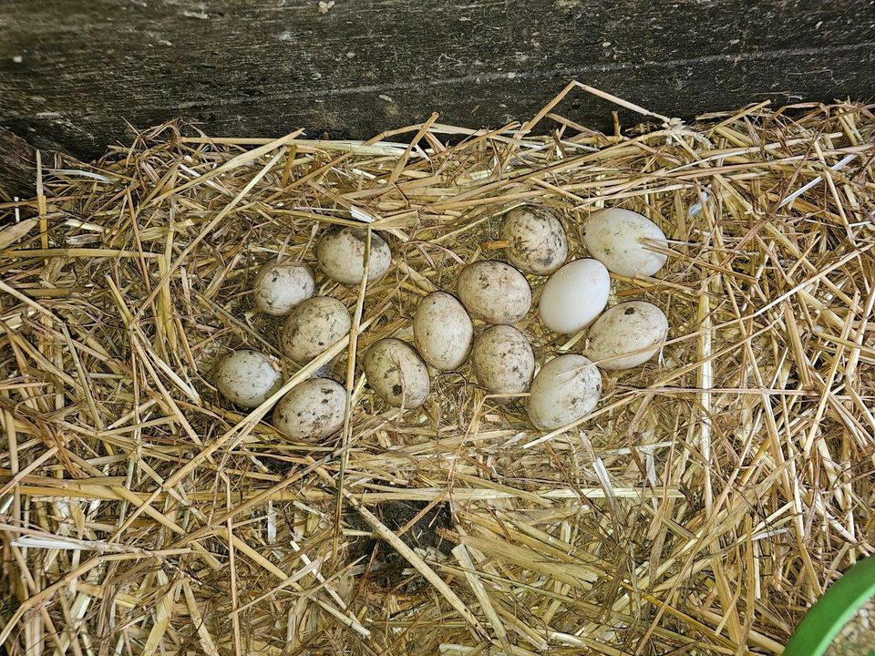 Lohnbrut brutmaschine in Weißenfels