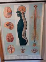 Schulkarte Lehrtafel Der menschl. Körper Gehirn und Rückenmark Bayern - Nördlingen Vorschau