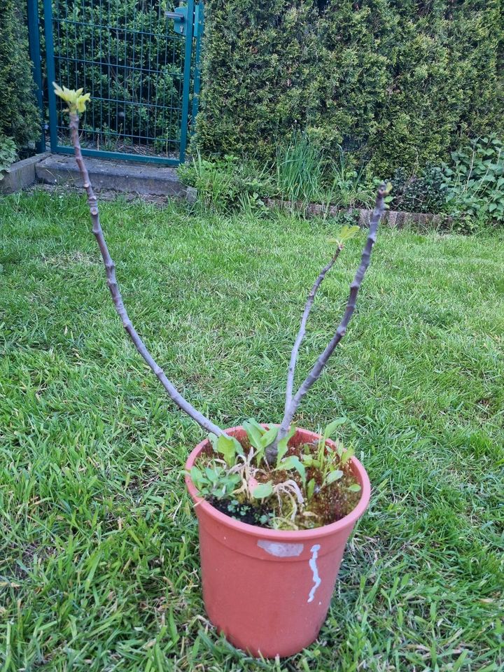 Noch 8 Feigen wegen Reduzierung der Sammlung ! Ficus carica ! in Albachten