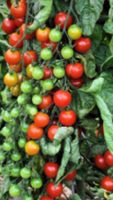 Cherrytomaten Samen aus 2023 - 20 stck. 1,- € Schleswig-Holstein - Büdelsdorf Vorschau