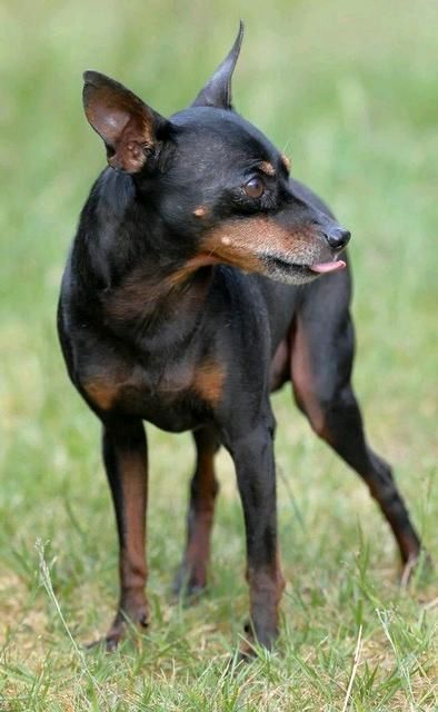 THOR Rüde Tierschutz Hund in Buchholz in der Nordheide