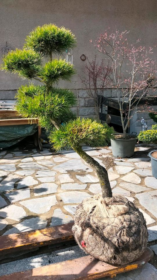 Gartenbonsai, Bonsai, Japangarten, Formgehölz, Niwaki, Kiefer in Derenburg