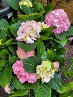 Bauernhortensie Rosa Hydrangea macrophylla Nordrhein-Westfalen - Recklinghausen Vorschau