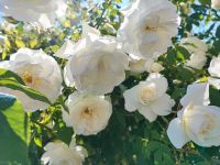 Kletterrose Ableger weiss blühen, Rosenstrauch Thüringen - Altenburg Vorschau