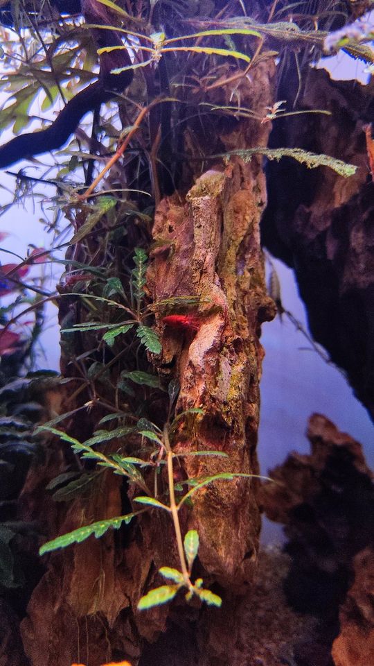 Bloody Mary - Neocaridina Garnelen - Aquarium in Kaiserslautern