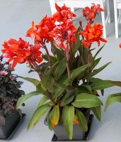 Saatgut - Canna Indisches Blumenrohr  rot Schleswig-Holstein - Wrist Vorschau