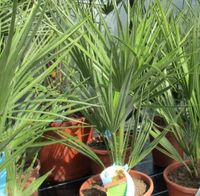 Fächerpalme, CHAMAEROPS HUMILIS, Gartenpalme, Rheinland-Pfalz - Lingenfeld Vorschau