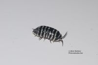 Armadillidium maculatum Zebrarollassel Zebraassel Assel Hessen - Marburg Vorschau