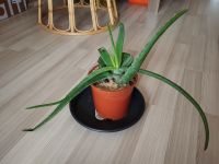 Große Aloe Vera mit neuem Austrieb Nordrhein-Westfalen - Neuss Vorschau