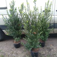 Japanische Stechpalme / Ilex maximowicziana 'Kanehirae' Nordrhein-Westfalen - Bocholt Vorschau