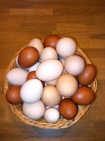Eier aus Freilandhaltung Niedersachsen - Moorweg Vorschau
