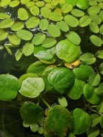 zwei verschiedene Arten von Schwimmenden Pflanzen Thüringen - Erfurt Vorschau