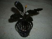 Bucephalandra Super Blue 1 Pflanze mit Wurzeln Wuppertal - Vohwinkel Vorschau
