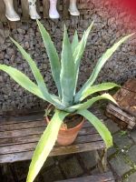 Große ca. 80 cm große mediterrane Agave Baden-Württemberg - Gechingen Vorschau