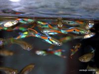 Guppy, Männchen, Weibchen, Babys, Fische Nordrhein-Westfalen - Herford Vorschau