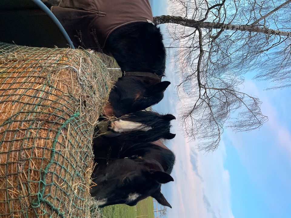 Reitbeteiligung auf dem Bauernhof in Brakel