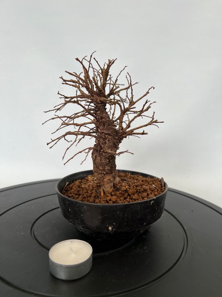 Bonsai japanische Ulme in Böhl-Iggelheim