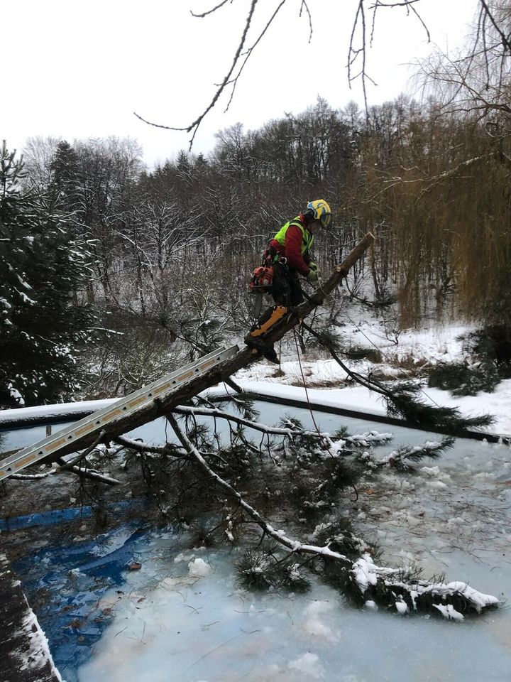 Baumfällung/ Baumfällen in Fürth