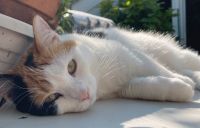 Vermisst: unsere Katze Bibi - wer hat sie gesehen? München - Allach-Untermenzing Vorschau