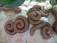 Tausendfüßler ca. 9 cm Spirostreptus spec.1 Tansania Bayern - Hebertshausen Vorschau