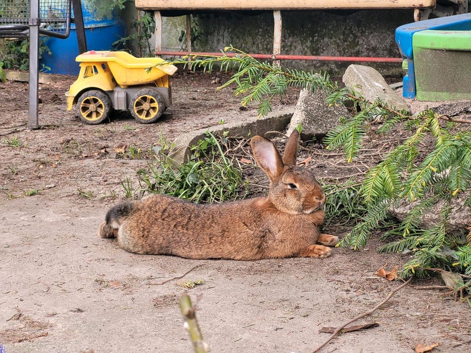 Kaninchen vermisst in Hanweiler in Kleinblittersdorf