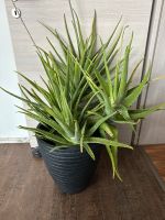 Aloe Vera  XXL, 2 neue Blüten im kommen, 5 Pflanzen Bayern - Großheubach Vorschau
