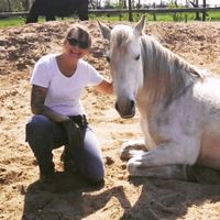 Ganzheitliche Therapie für Pferde Osteopathie und Physiotherapie Niedersachsen - Buchholz in der Nordheide Vorschau